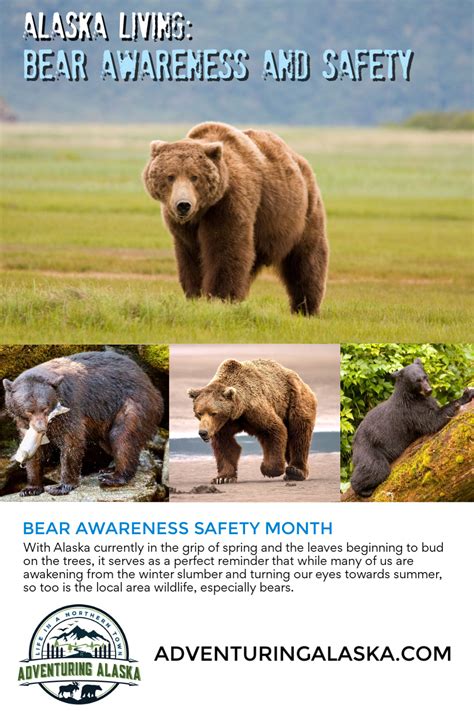 Bear Awareness Safety Month Bear Bear Safety Awareness