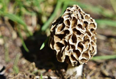 Morel Mushrooms Being Spotted In Southern Michigan 953 Mnc