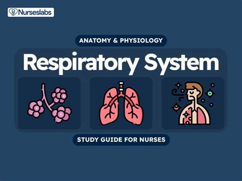 Respiratory System Anatomy And Physiology Nurseslabs