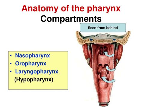 Ppt Anatomy Of The Pharynx Powerpoint Presentation Free Download
