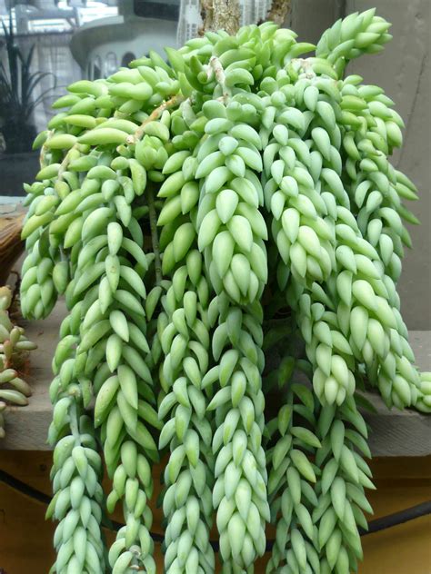 Sedum Morganianum Donkeys Tail World Of Succulents