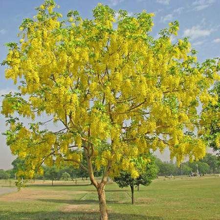 The upright, pyramidal clusters of flowers 8 inches to 12 inches long appear before the catalpalike leaves expand. Cassia Tree | Fast growing trees, Flowering trees, Shade trees