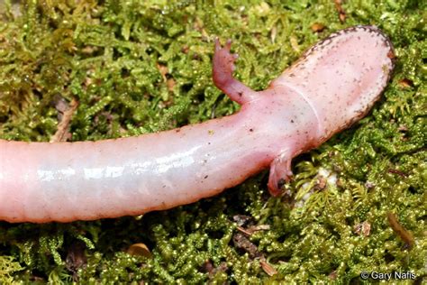 Carolina Spring Salamander Gyrinophilus Porphyriticus Dunni