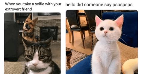 Absolutely Adorable And Chaotic Cat Memes We Can T Get Enough Of Scoop Upworthy