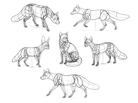 How To Draw Foxes Of All Shapes And Sizes Fox Drawing Animal
