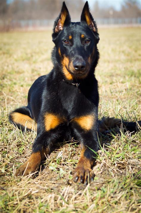 Beauceron Temperament Lifespan Shedding Puppy