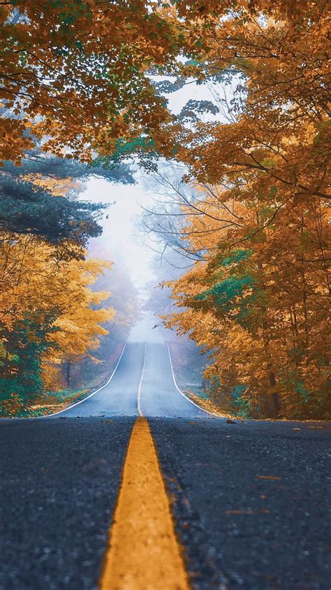 Road Between Trees With Yellow Leaves 4k Hd Nature Wallpapers Hd