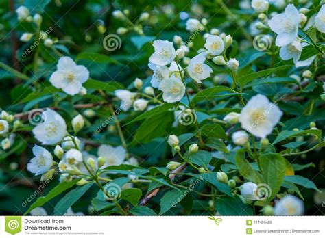 Beautiful Amazing White Jasmine Flowers On The Bush In The Garden Stock