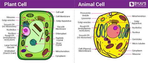 Difference Between Plant And Animal Cell Are Explained In Detail