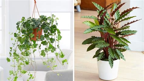 11 Easy House Plants To Brighten Up Your Home Life Yours