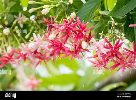 Blurred And Soft Focus Quisqualis Indica Flower Plant Chinese