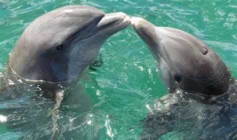 Humpback Male Dolphins Present Large Marine Sponges To Impress Females