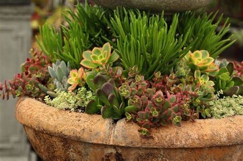 How To Plant Beautiful Succulent Gardens In 5 Easy Steps Succulent