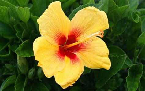 Yellow Hibiscus Flowers Wallpapers