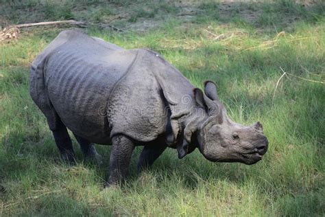 Greater One Horned Rhinoceros Having A Bath In The River At Chitwan