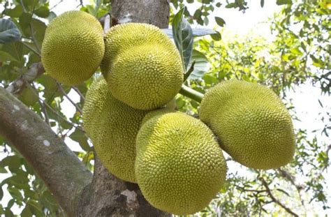 Where Does Jackfruit Grow Answered