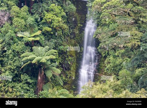 Small Waterfall In The Rainforest Te Urewera National Park North