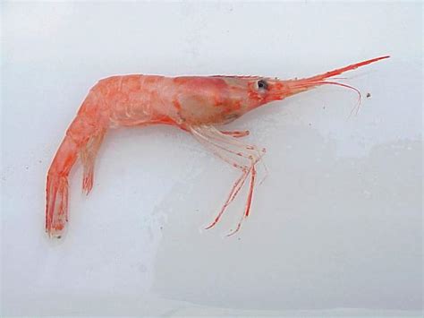 Farmed Shrimp Safe To Eat Morvish