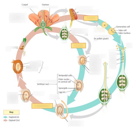 Angiosperm Life Cycle Diagram Quizlet