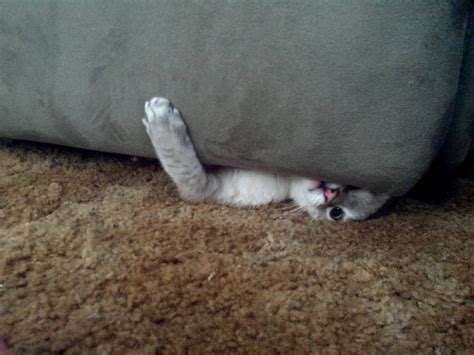 Under The Couch Funny Animal Pictures Funny Cat Images Cute Cats Photos