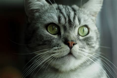 Silver Tabby Cat Up Close Photo Hd Wallpaper Wallpaper Flare