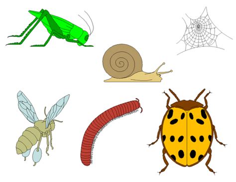 Insects Clip Art Bugs Clip Art Teaching Resources