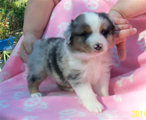 I'm doing my best to take care of the moms and pups as she did, and will try to get in touch with everyone that's. Toy Australian Shepherd Poodle Dog Puppy Breeder Miniature ...