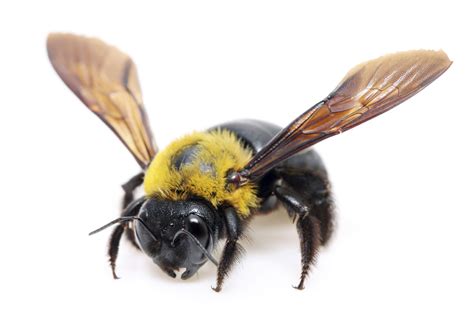 If provoked, bees attack in a swarm to sting the player and inflict poison. Do carpenter bees sting | Male vs Female carpenter bee ...