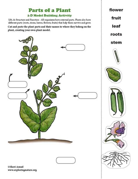 Parts Of A Plant Model Making Activity