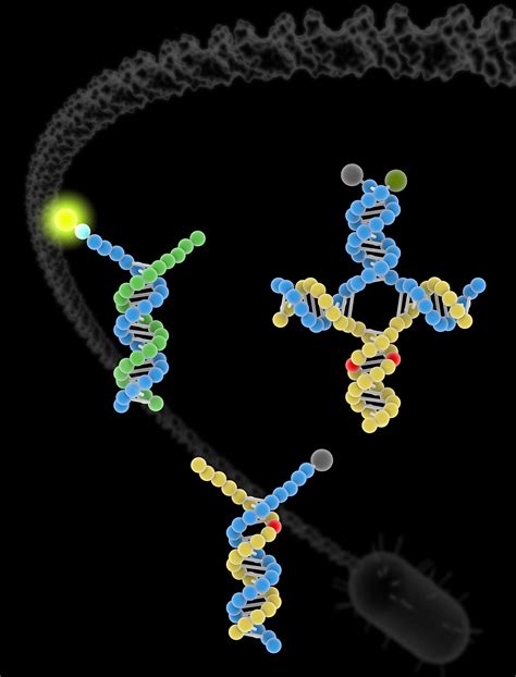 All dna mutations are copied during dna replication and transmitted from parent to descendant cells. Breakthrough in detecting DNA mutations could help treat ...