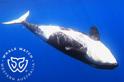 Bremer Bay Orca Calves Play Whale Watch Western Australia©️12 Whale