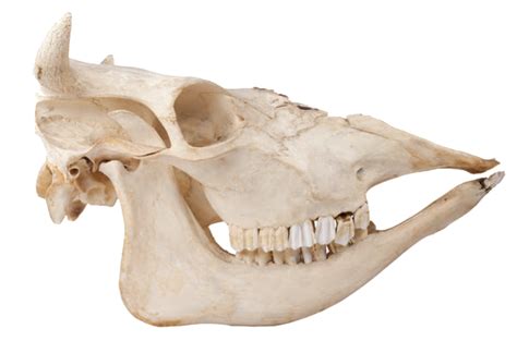 Cabinet Of Curiosities Excerpt The Skulls And Teeth Of Animalia