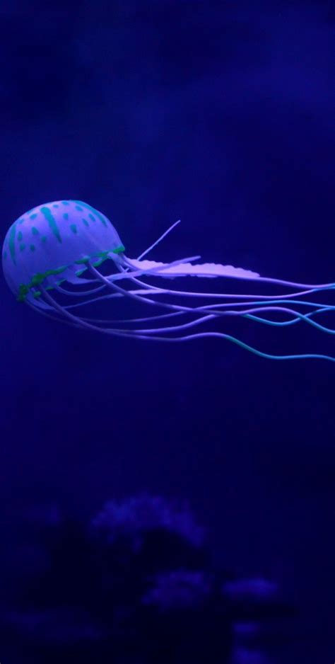 Picture Of An Exotic Jellyfish About Wild Animals
