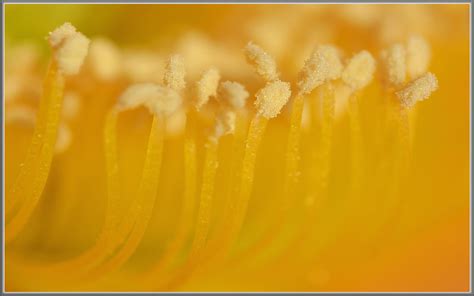 Echinopsis Pollen Sticky Balls Ready To Attach Tdlucas5000 Flickr