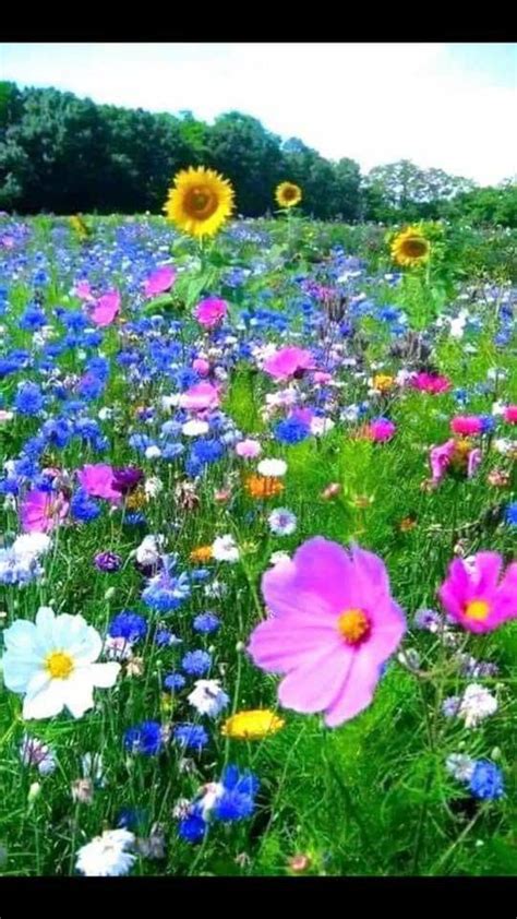 Beautiful Scenery And Colorful Wild Flower Meadow Wildflower Garden