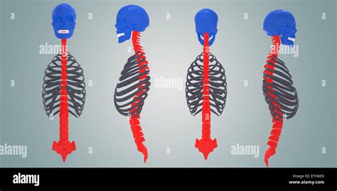 Human Skeleton Parts Anatomy 3d Illustration Stock Photo Alamy