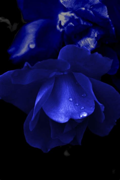 47 Dark Blue Roses Wallpaper
