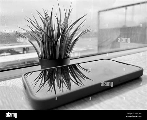 Plant Reflection In Iphone Screen In Black And White Stock Photo Alamy
