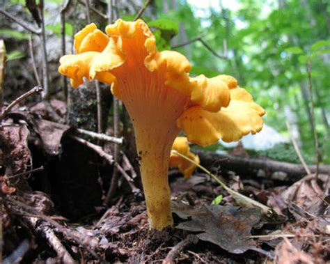 Chanterelle Mushrooms Foraging And Eating