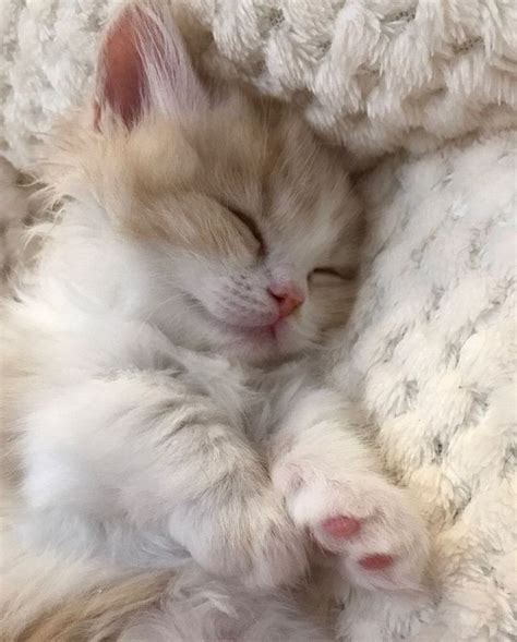 Gatticuccioli 💓💓💓 Cute Fluffy Kittens Baby Cats Kittens Cutest