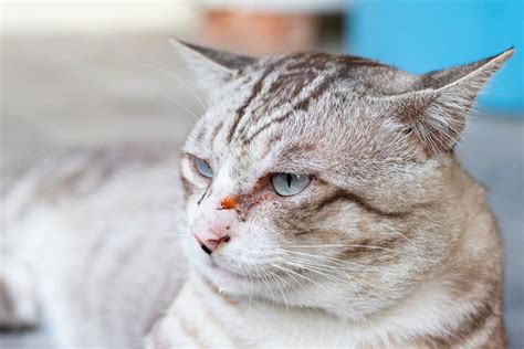 cat eye discharge medicine overthrow online journal photo galery