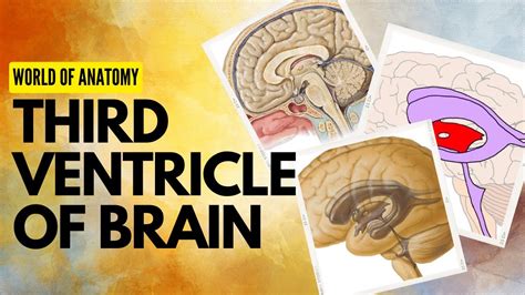 Third Ventricle Of Brain World Of Anatomy Youtube