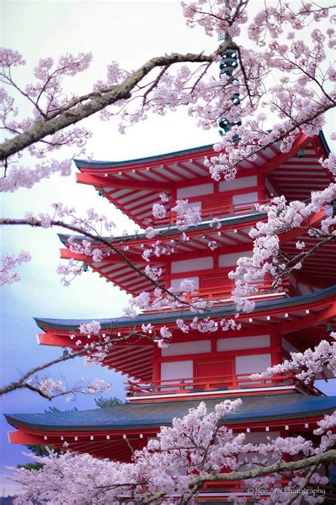 Aesthetic Wallpaper Cherry Blossom Japan