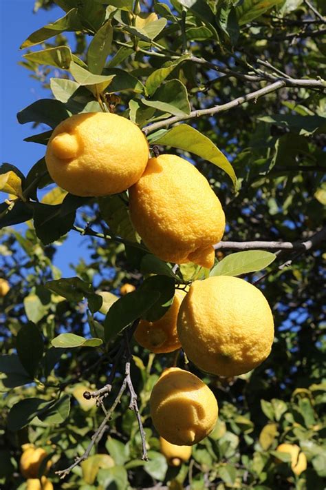 Lemon Yellow Fruit Free Photo On Pixabay Pixabay