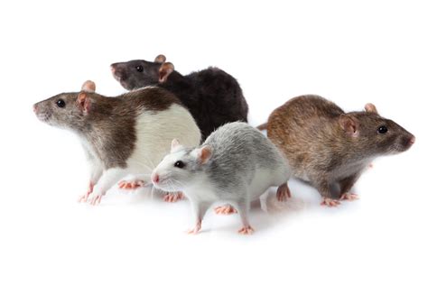 Method of rodent control will be predictably effective in all situations; What To Do When Pests Take Over Your Home | Companion Maids