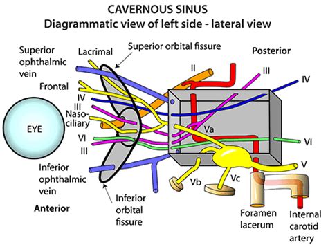Instant Anatomy Head And Neck Areasorgans Cavernous Sinus