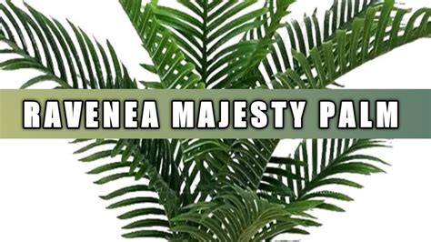 How To Grow And Care Of Ravenea Palm Care Of Majesty Palm Plant