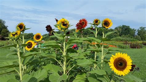 How To Grow Sunflowers With Big Or Small Blooms Growing Sunflowers