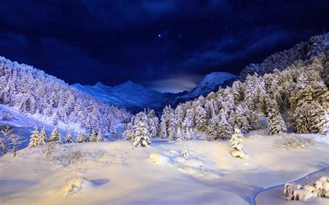 Winter Forest Night Sky Hd Wallpaper