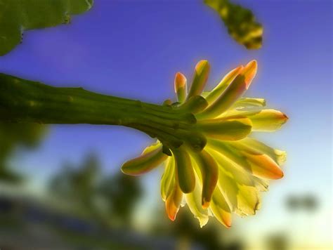 Golden torch cactus, or echinopsis spachiana, is a cactus that be found in the south american flora. Golden Torch Cereus Cactus Flower in the Morning Light ...